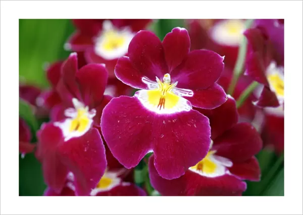 Miltoniopsis Red Woodham Orchid