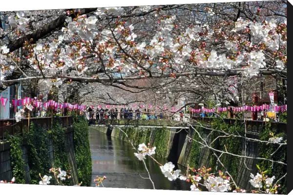 Cherry Blossom or Sakura season, Tokyo, Japan