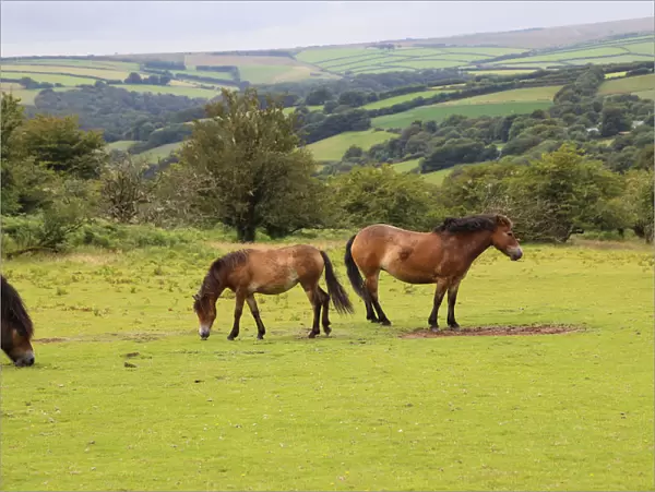 Exmoor ponies, Somerset, UK