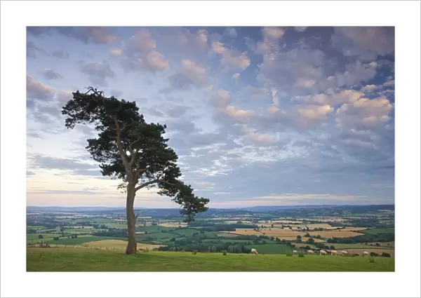 Pine tree on Raddon Hill, looking over agricultural countryside, Mid Devon, England