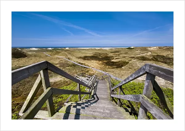 Wodden path in the dunes, Amrum Island, Northern Frisia, Schleswig-Holstein, Germany
