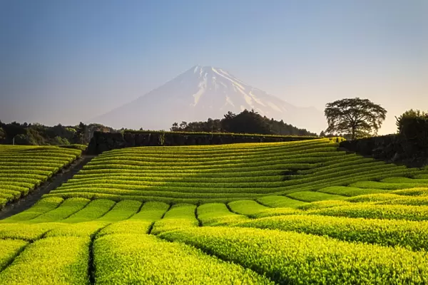 Japan, Shizuoka Prefecture, Mt Fuji and Green Tea Plantations