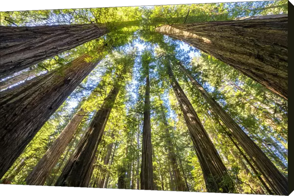 Towering Giant Redwood Trees, Jedediah Smith Redwood State Park, California, USA
