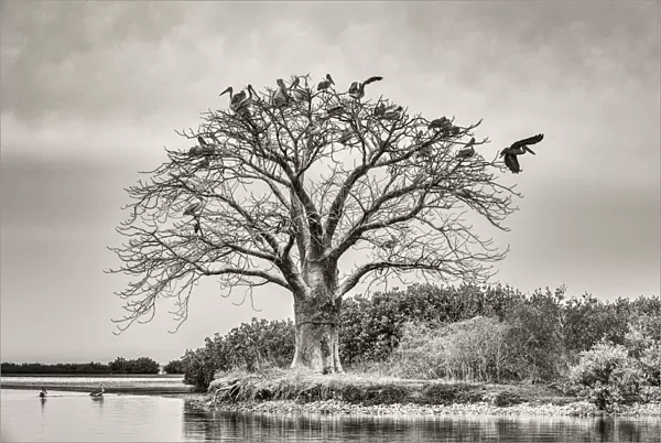 Africa, Senegal, Sine-Saloum-Delta. Sacred tree with birds