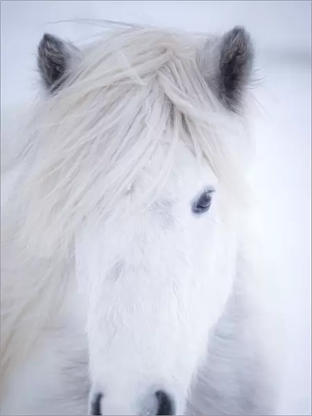 White icelandic horse, Snaefellsness peninsula, Iceland