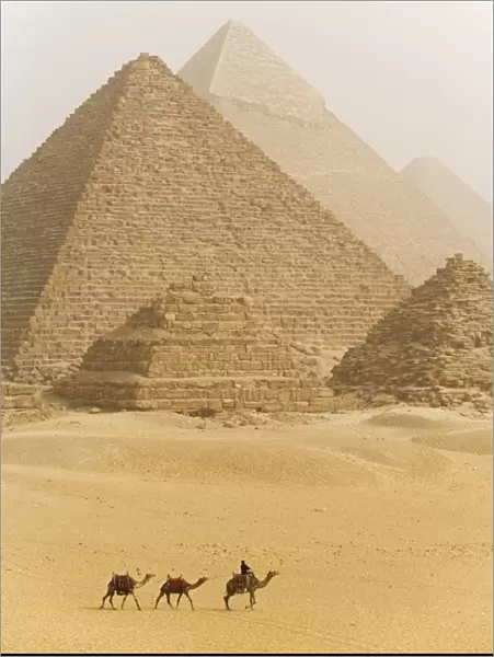 Camels pass in front of the pyramids at Giza
