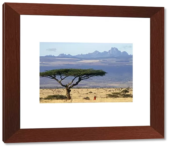 Msai moran (warrior) framed by an acacia tortilis tree with Mt