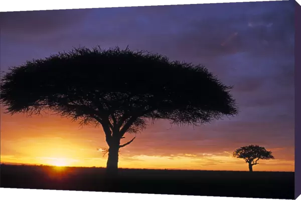 Acacia tree at sunrise