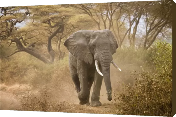 Loxodonta africana (Elephant)