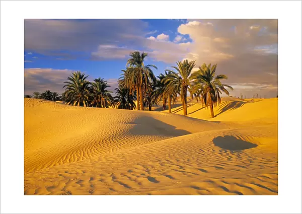 Sand dunes and Oasis