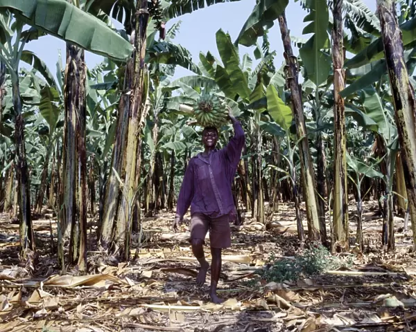 Bananas are grown everywhere in Uganda