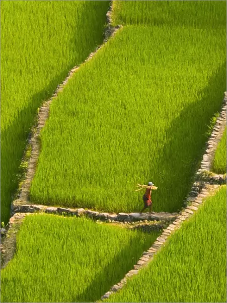 Rice terraces of Batad at Banaue, Luzon Island, Philippines