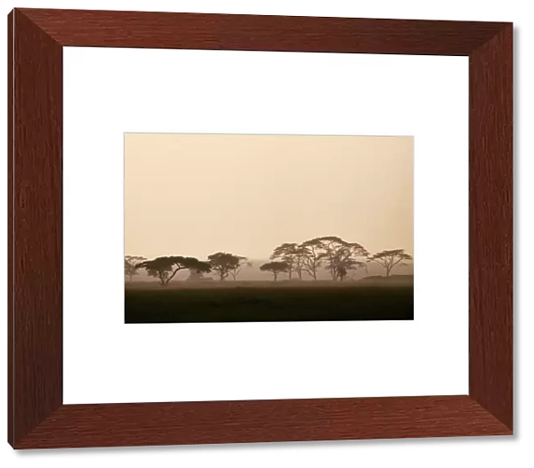acacia trees in Tanzanias vast Serengeti National Park