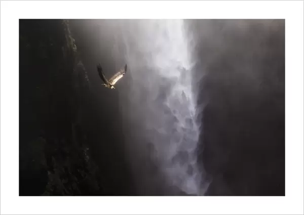 Vulture flying above Jinbar waterfalls (Jin Bahir Falls), Simien mountains national park