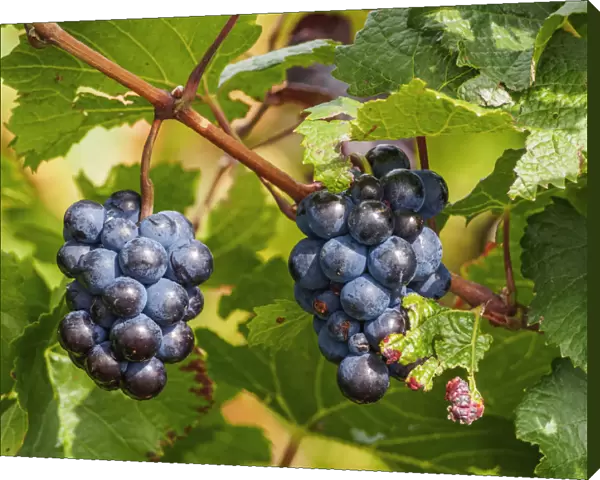 Grapes on the Vineyard of the Salentein Winery, Tunuyan Department, Mendoza Province