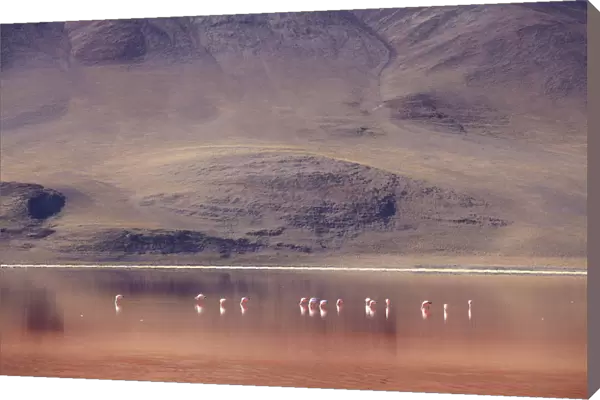 Flamingoes at Laguna Colorada on the Altiplano, Potosi Department, Bolivia