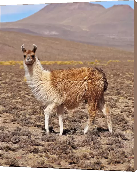 Bolivia, Potosi Department, Llama in the Sur Lipez Province