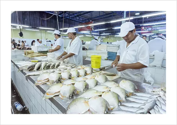 South America, Brazil, Amazon, Amazonas, Manaus, fish for sale in the renovated fish