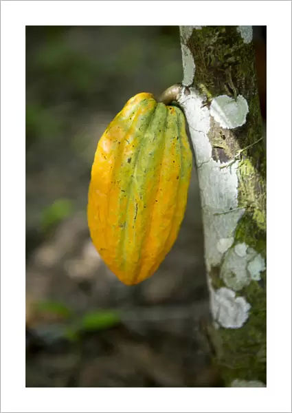 South America, Brazil, Para state, Belem, a cacao (cocoa) pod  /  fruit on a chocolate