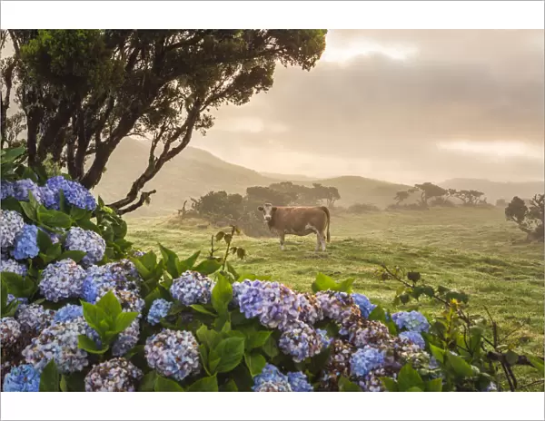 Portugal, Azores, Pico, Landscape of the island with cow