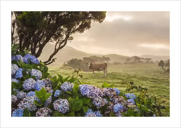 Portugal, Azores, Pico, Landscape of the island with cow