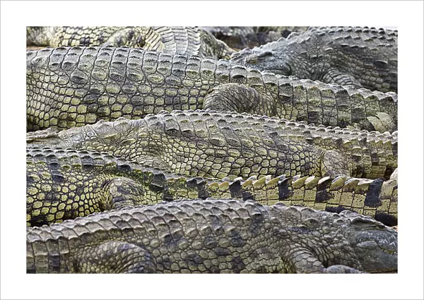 Crocodile skin pattern in Kruger National Park, South Africa. Lower Sabie river