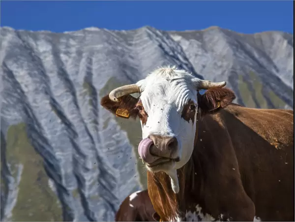 A very funny cow licking its chops in front of the French geological formation of