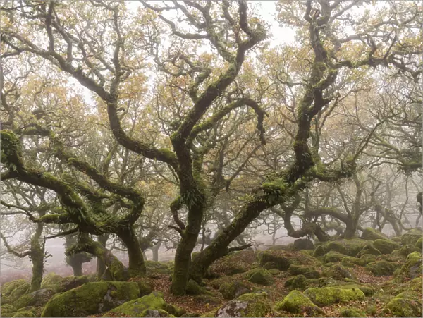 Gnarled and twisted trees within Wistmans Wood, Dartmoor National Park, Devon, England