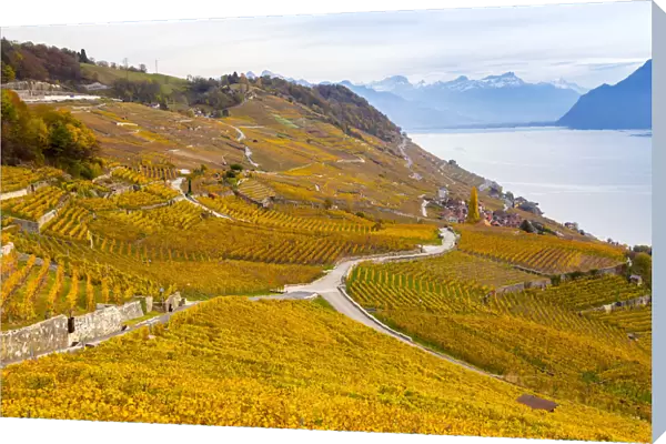 View of the lavaux vineyards surrounding Lake Geneva in autumn, Unesco World Heritage