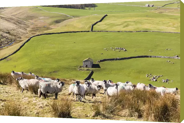A flock of sheep and barn near Arncliffe, Yorkshire Dales National Park, North Yorkshire
