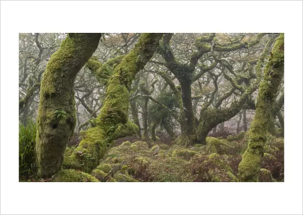 Twisted and gnarled pedunculate Oak trees in Wistman's Wood, Dartmoor National Park, Devon, England. Autumn (November) 2016