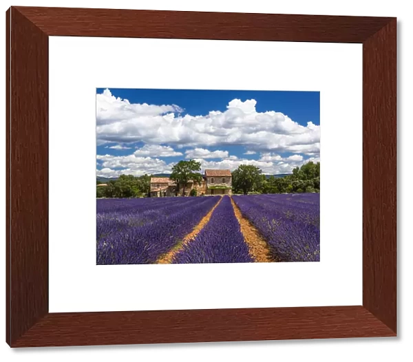 Farmhouse and lavender in Vaucluse, Provence, France