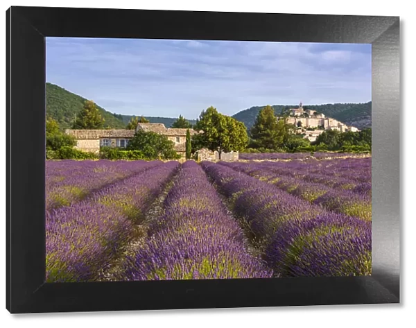 Lavender field near hilltop village of Banon, Provence, France