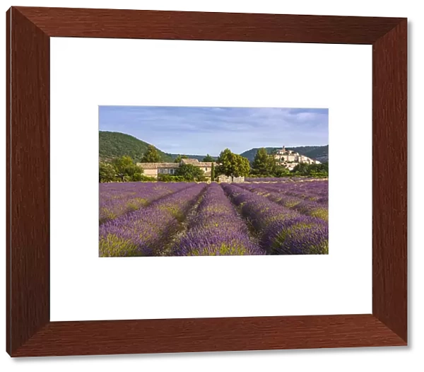 Lavender field near hilltop village of Banon, Provence, France