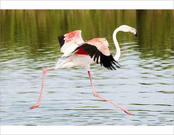 Flamingo, Camargue, France