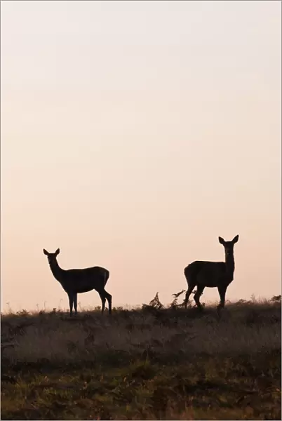 A pair of hinds, female red deer, at dawn, Richmond Park, Surrey, UK