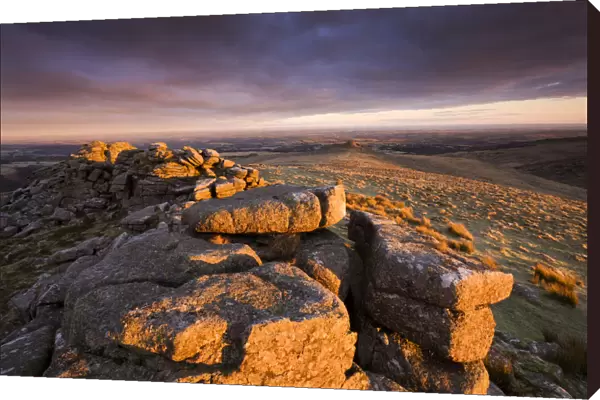 The first rays of early morning sunlight bathe Higher Tor in a rich glow, Belstone Common