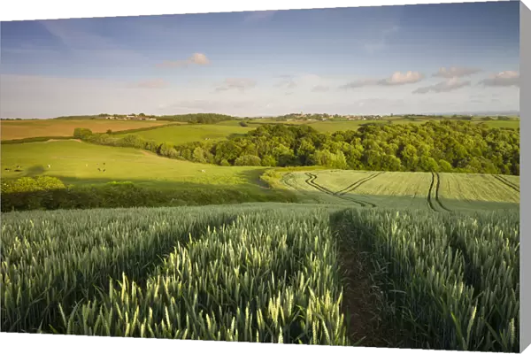Summer crop field in rural mid Devon looking towards the village of Morchard Bishop