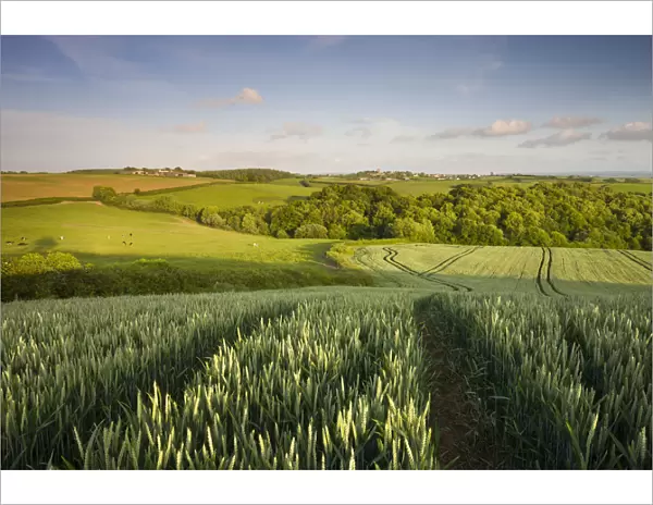 Summer crop field in rural mid Devon looking towards the village of Morchard Bishop