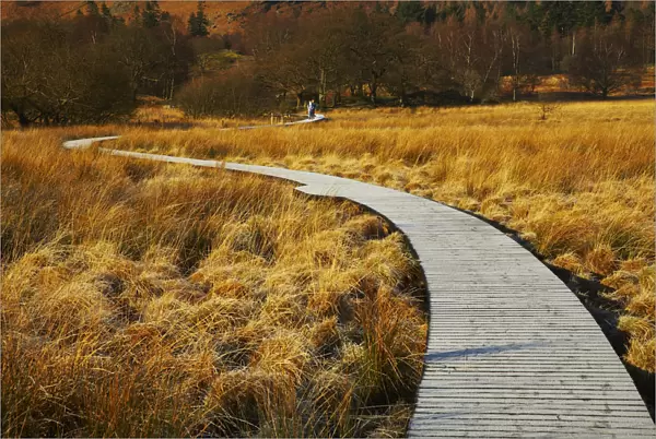 Boardwalk Through Meadow, Borrowdale, Lake District National Park, Cumbria, England