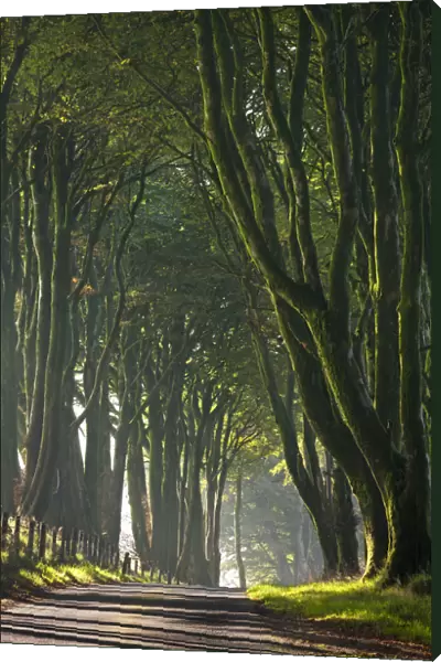 Majestic tree lined lane on a misty morning in Dartmoor, Devon, England. Autumn