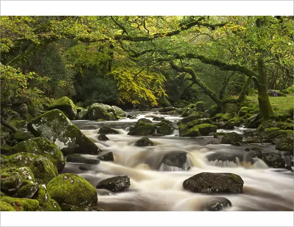 River Plym plunges past moss covered boulders on its course through Dewerstone Wood