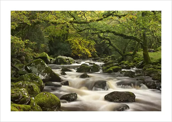 River Plym plunges past moss covered boulders on its course through Dewerstone Wood