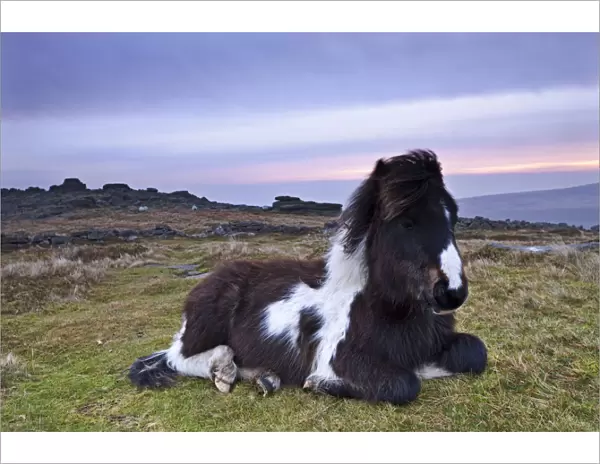 Shetland Pony resting on Dartmoor moorland at sunrise, Belstone Tor, Dartmoor, Devon