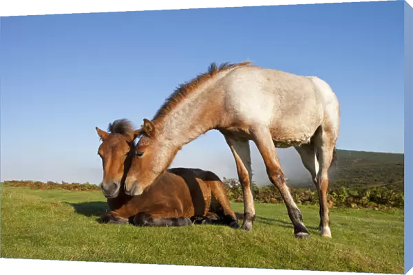 Dartmoor Pony Foals on the open moorland, Dartmoor, Devon, England. Autumn