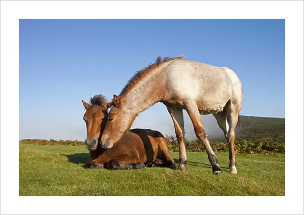 Dartmoor Pony Foals on the open moorland, Dartmoor, Devon, England. Autumn