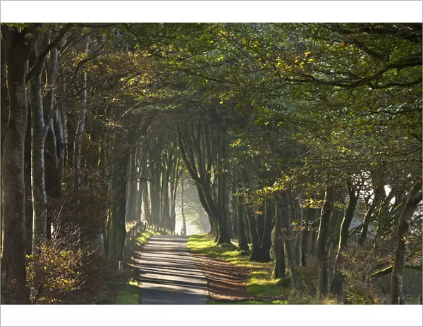 Autumnal tree lined lane, Dartmoor, Devon, England. Autumn