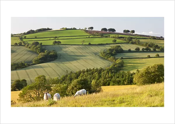 Sheep grazing in rolling countryside, Raddon Hills, Devon, England. Summer