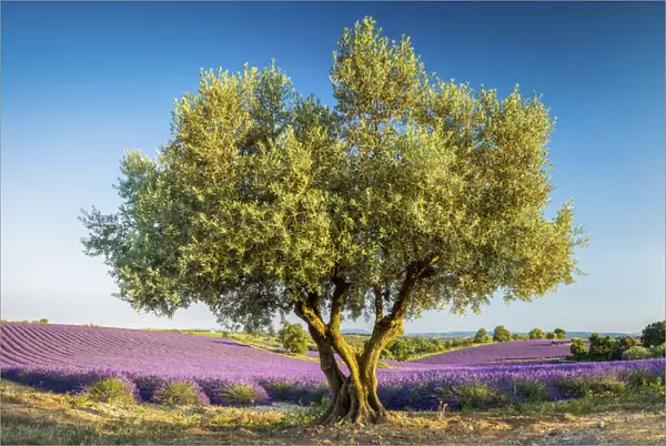 Olive Tree & Field of Lavender, Provence, France