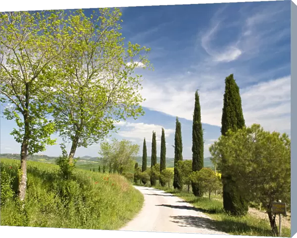 Traditional Tuscan landscape, near San Quirico, Valle de Orcia, Tuscany, Italy
